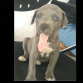 Pitbull Blue, 1 mes y 1/2